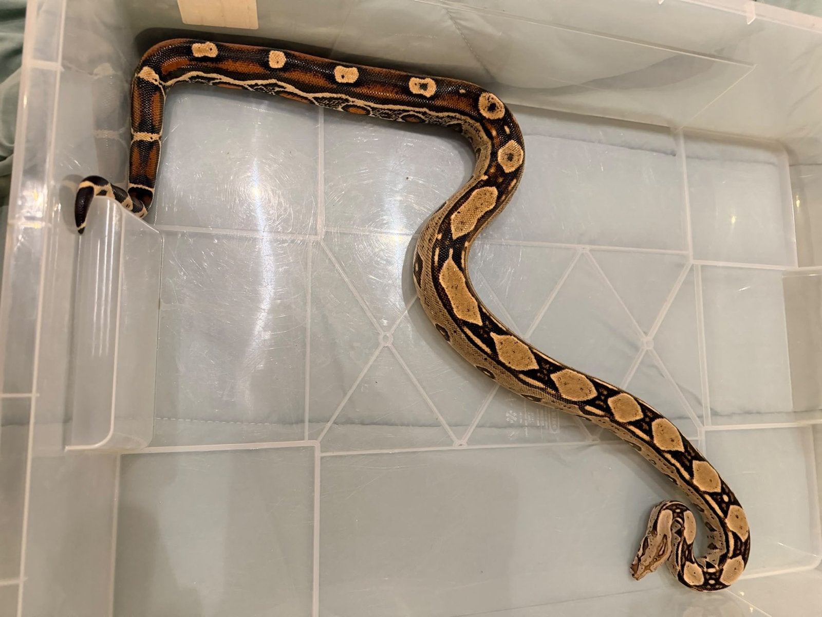 Zeer mooie boa man Boa Constrictor - male for sale from Theo