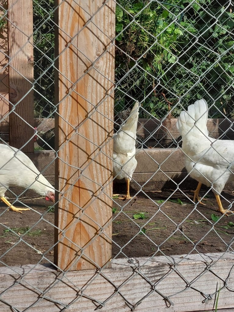 Witte leghen | van de beste legkippen | tegen de leg, Dieren en Toebehoren, Pluimvee, Vrouwelijk, Kip
