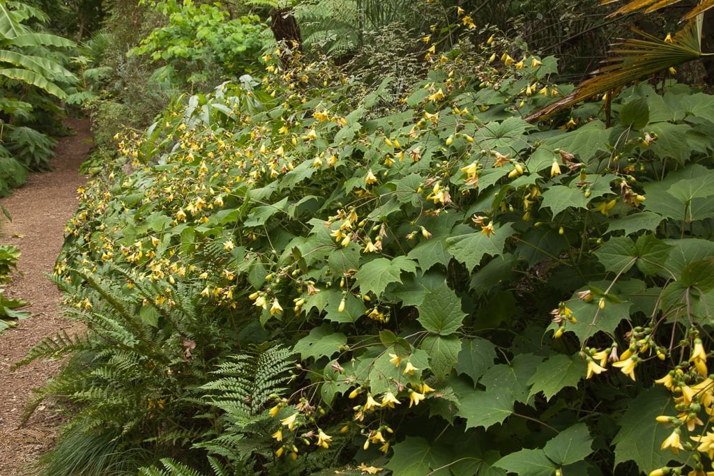 Te koop Japanse wasbloem, Kirengshoma Palmata, Ophalen, Overige soorten