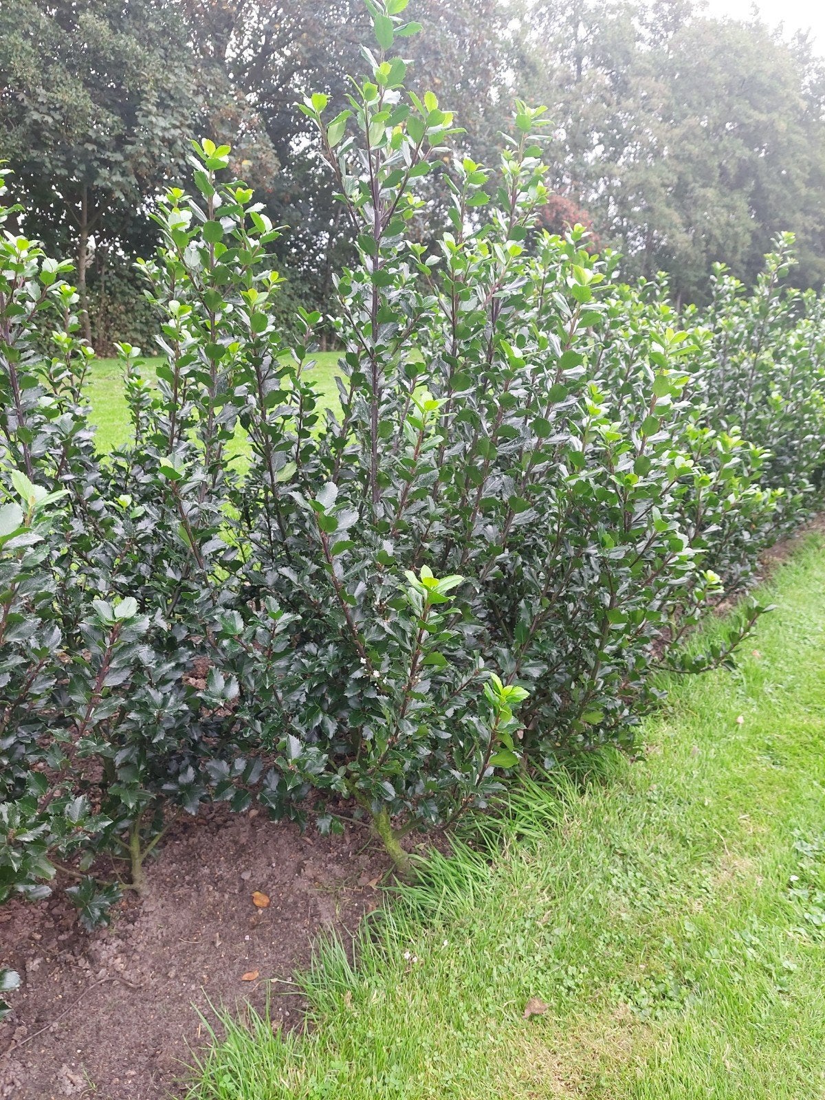 Hulst Ilex x meserveae blue prince Haagbeplanting, Ophalen of Verzenden, Hulst, Minder dan 100 cm