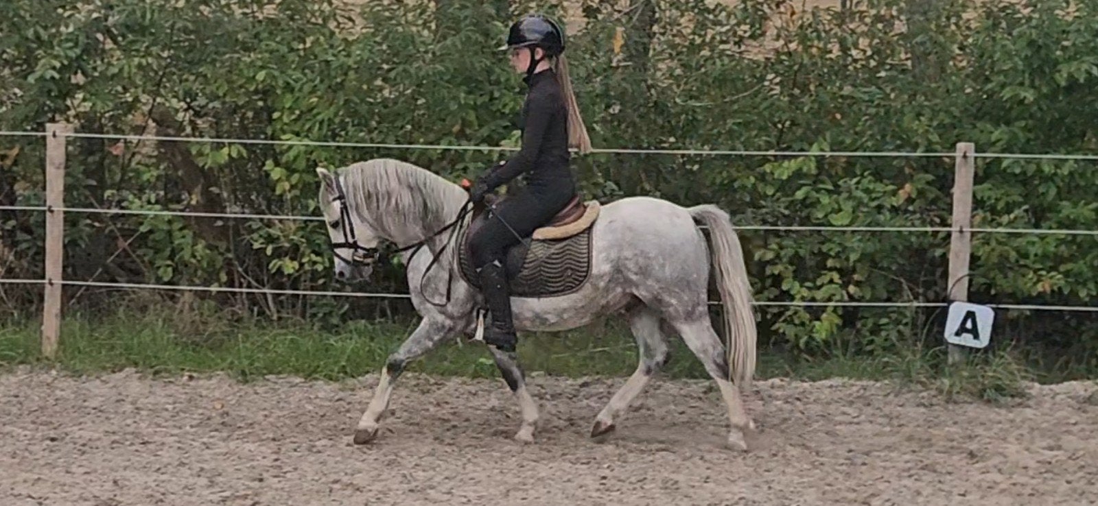 Lieve B welshpony ruin, Dieren en Toebehoren, Met stamboom, B, Ruin, 3 tot 6 jaar