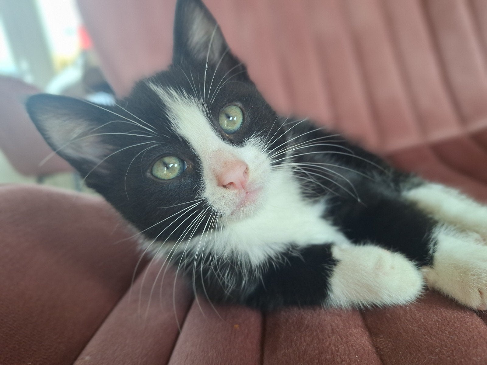 nog 1 kitten beschikbaar, Meerdere dieren, 0 tot 2 jaar