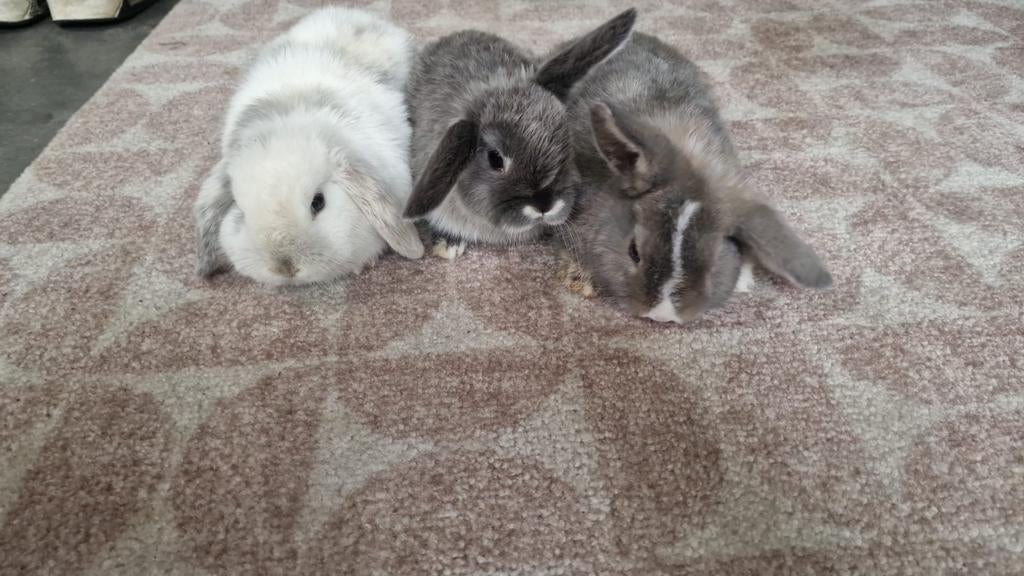 Nederlandse fluffy  hangoordwergkonijntjes, Dieren en Toebehoren, Konijnen, Meerdere dieren, Dwerg, Hangoor