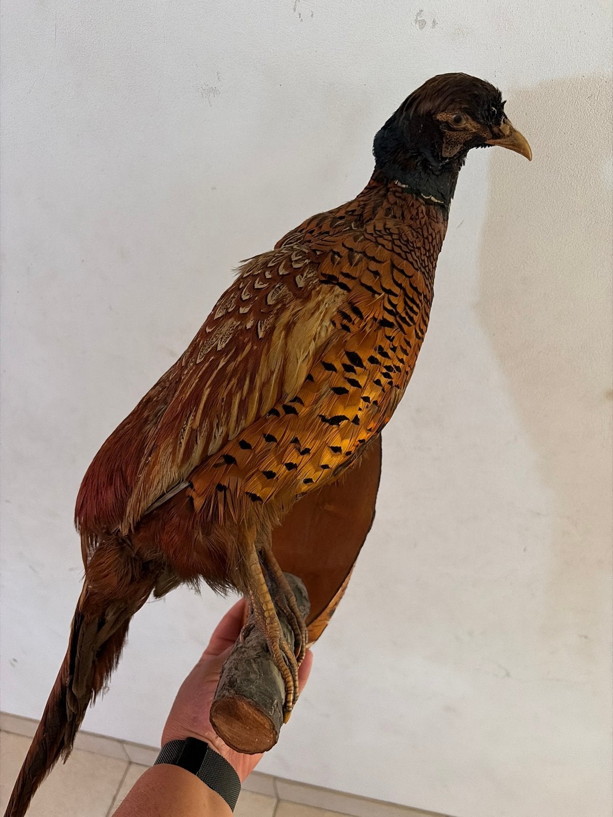 Opgezette fasant, Dieren en Toebehoren, Vogels | Overige Vogels