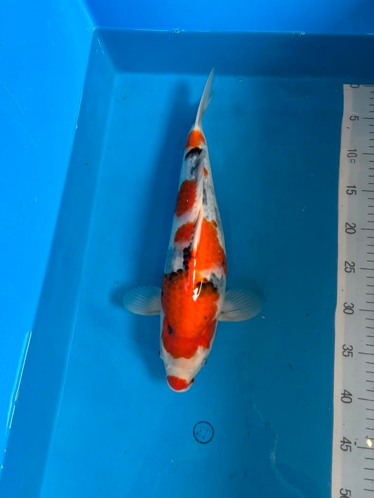 Showa, Karper of Koi