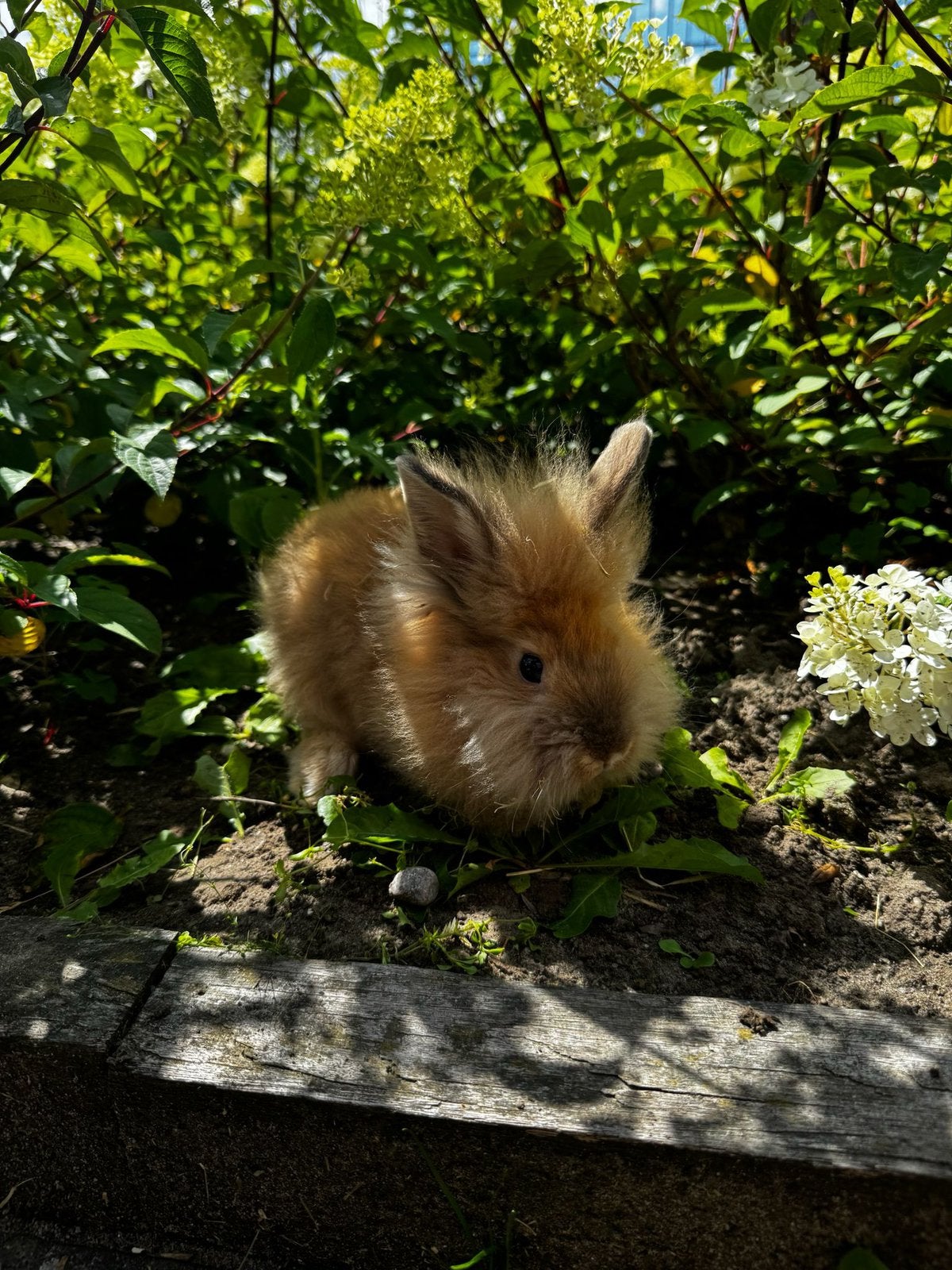 Deze mooie lionhead/leeuwenkop konijntjes mogen verhuizen., Dieren en Toebehoren, Konijnen, Meerdere dieren, Dwerg, 0 tot 2 jaar