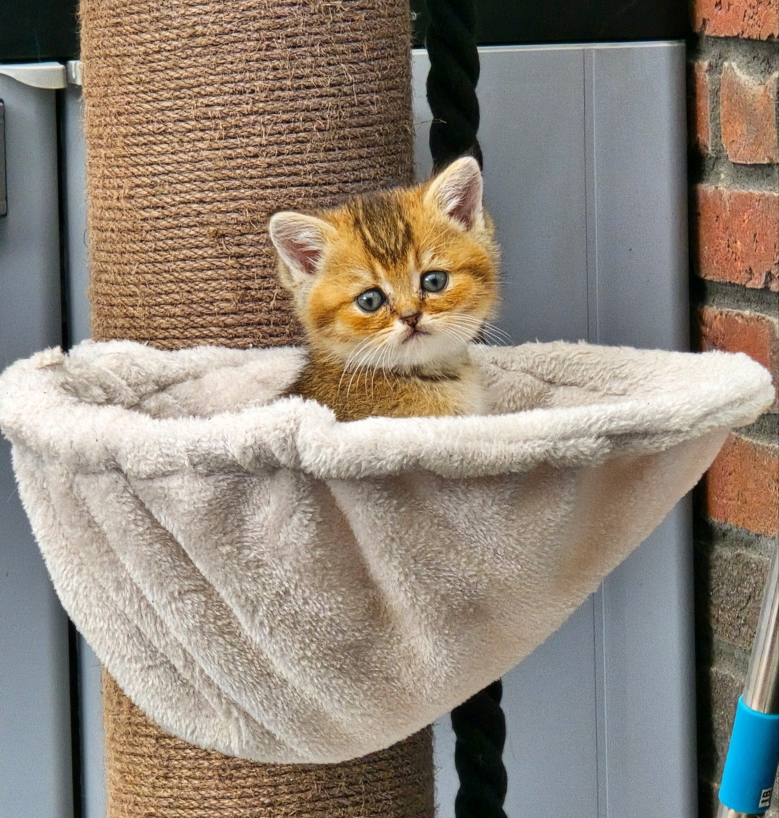 Black goldenshaded Brits korthaar kittens, Meerdere dieren, Kortharig, 0 tot 2 jaar