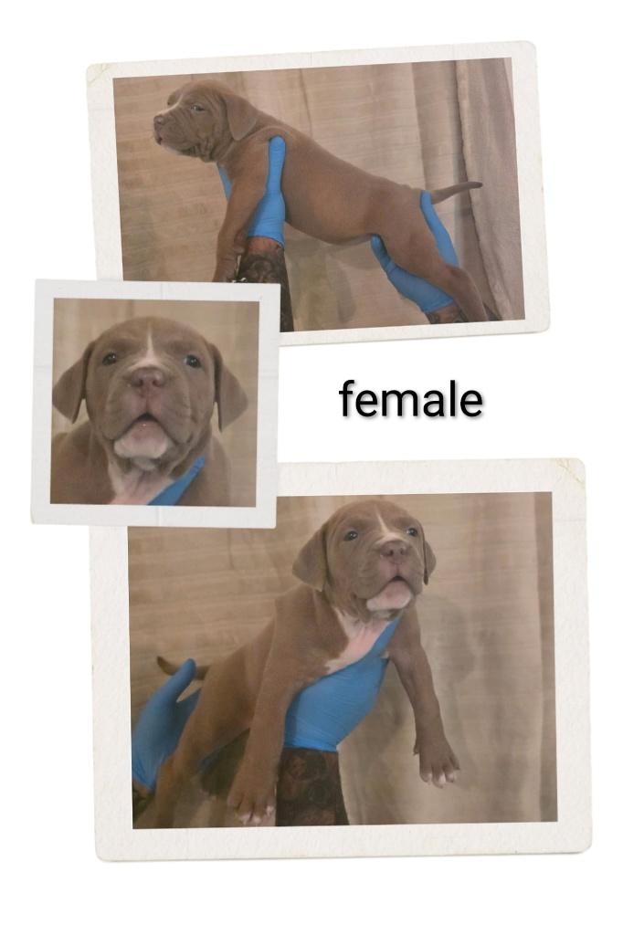 American bully xl  abkc, 8 tot 15 weken, Parvo, Meerdere, Nederland