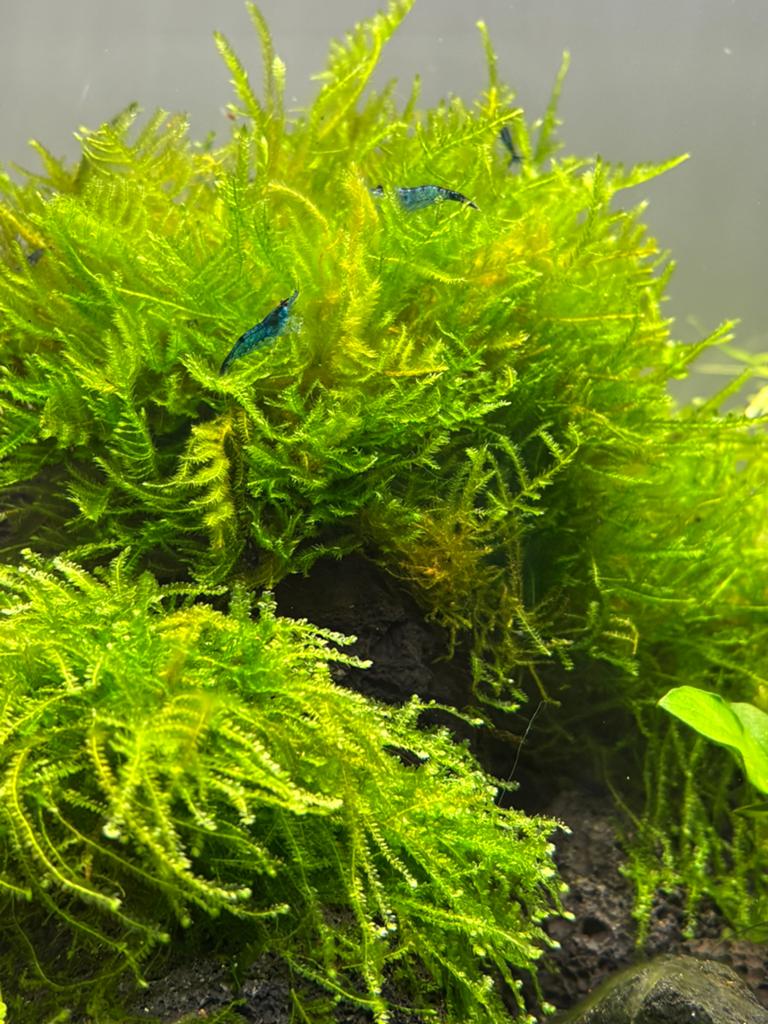 Blue Dream/Velvet/Jelly Garnalen, Dieren en Toebehoren, Vissen | Aquariumvissen, Kreeft, Krab of Garnaal, Zoetwatervis