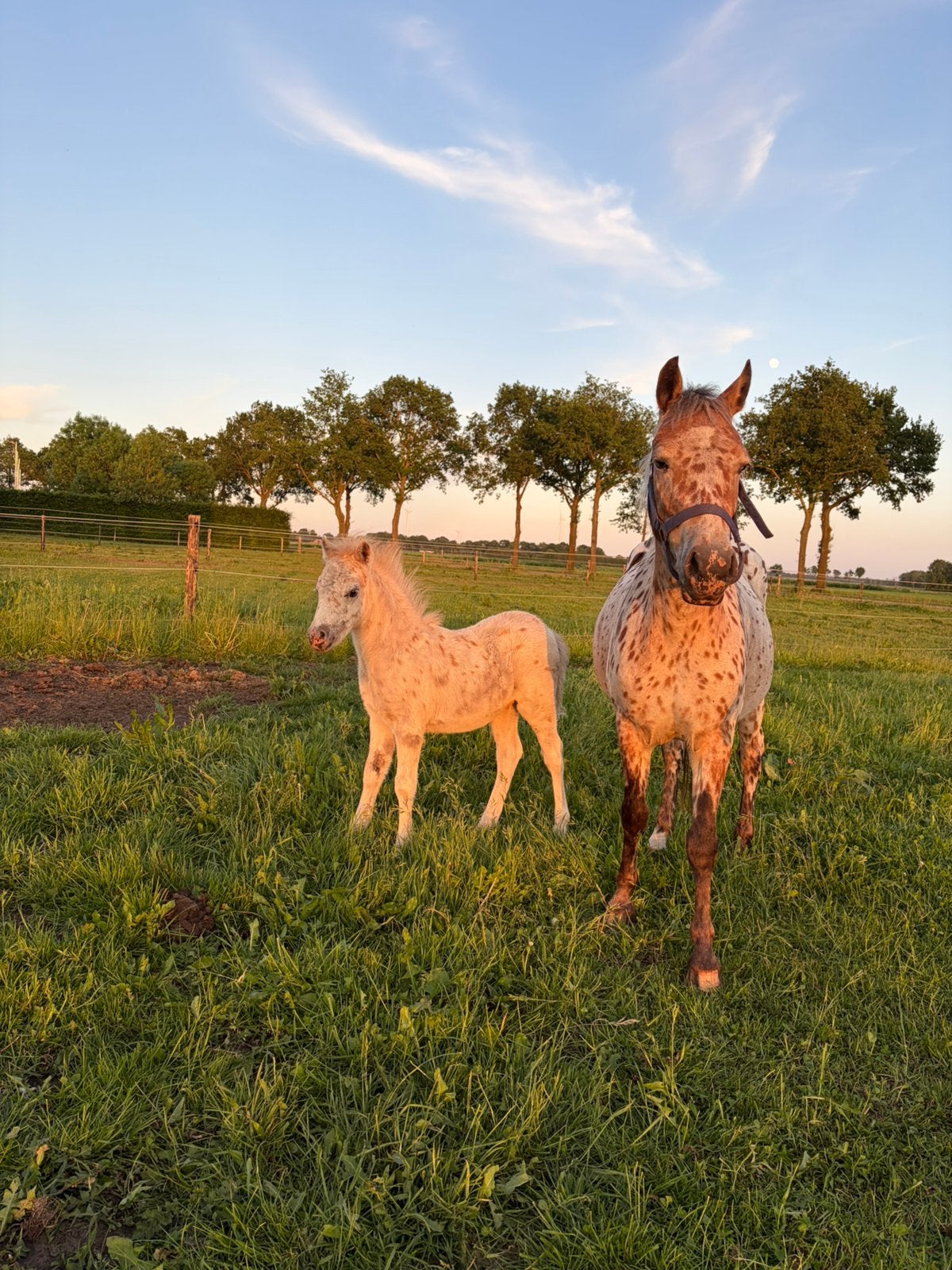 Super mooi appaloosa spannetje, Dieren en Toebehoren, Merrie, 3 tot 6 jaar, Gechipt, B pony (1.17m tot 1.27m)