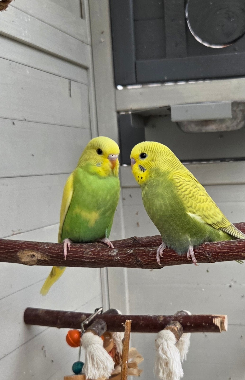 jonge grasparkieten, Dieren en Toebehoren, Vogels | Parkieten en Papegaaien, Geslacht onbekend, Parkiet
