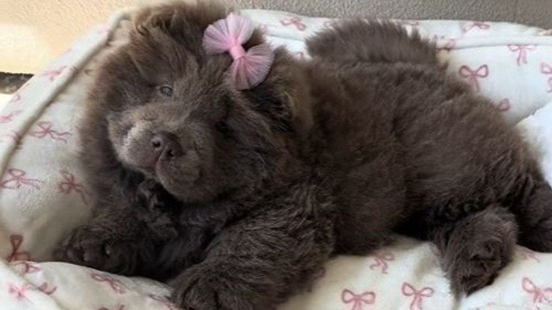Teddy Dog gezocht, 8 tot 15 weken, Geslacht onbekend, Eén hond, Middel