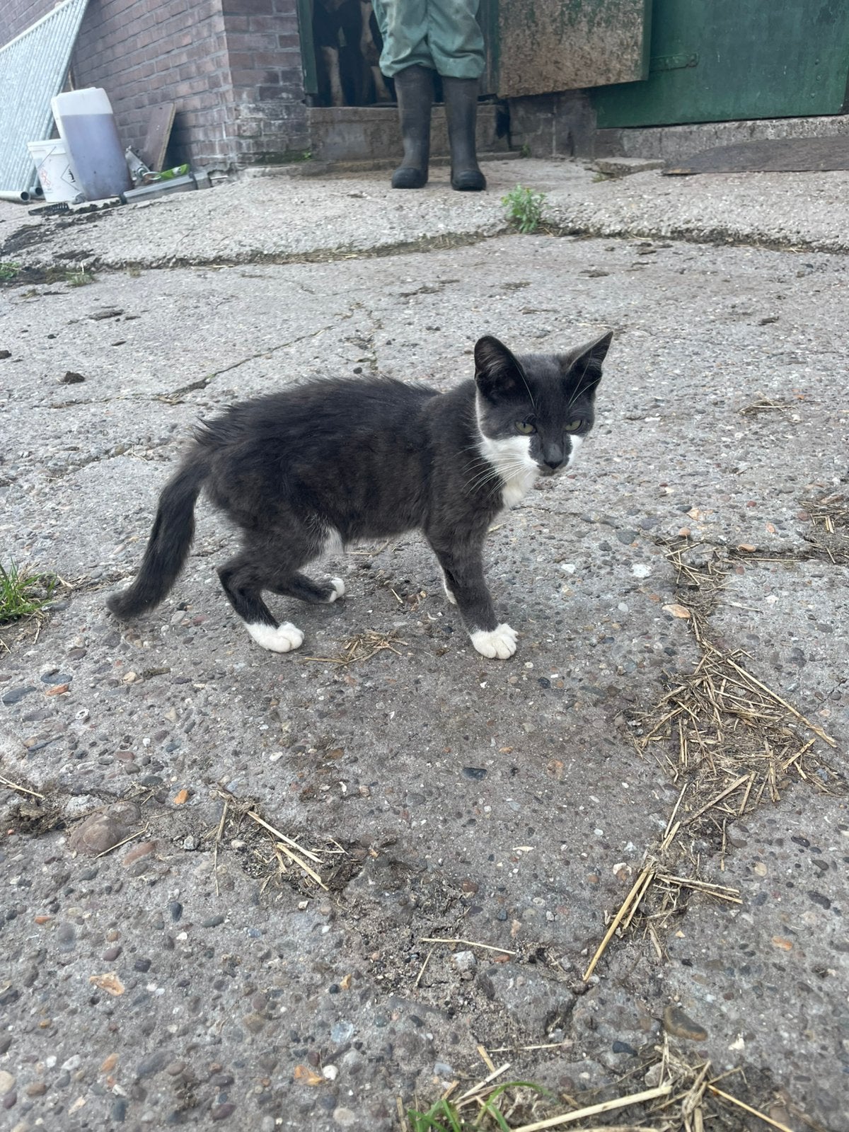 Een kater geboren op 1 mei, Meerdere dieren