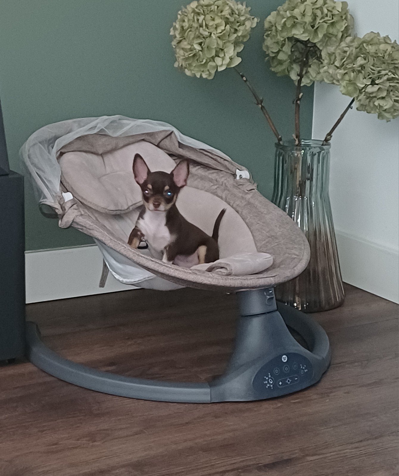 Choco Chihuahua pup reutje, HCC (leverziekte), Reu, 8 tot 15 weken, Eén hond