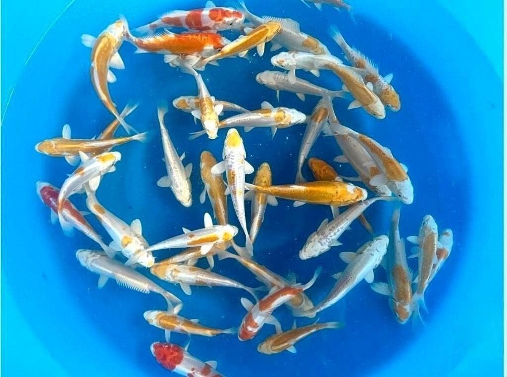 Jonge Japankoi al van af 7,95 seizoen opruiming, Dieren en Toebehoren, Karper of Koi