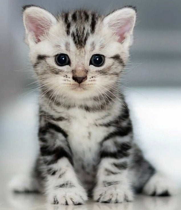 Gezocht: 2 lieve, gezonde kittens uit hetzelfde nestje, Dieren en Toebehoren, Katten en Kittens | Overige Katten, Meerdere dieren