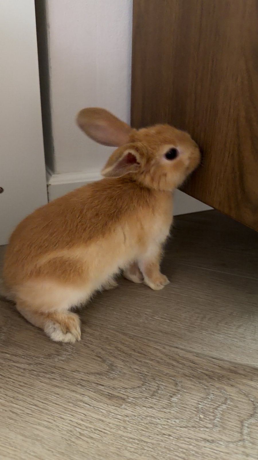 Voedster baby konijntje, Dieren en Toebehoren, Juli, Vrouwelijk, Overige typen, Tam