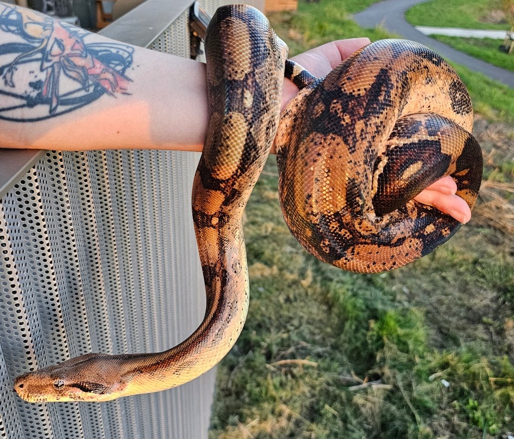 Pinkish fire vrouw boa imperator Boa Constrictor photo 10