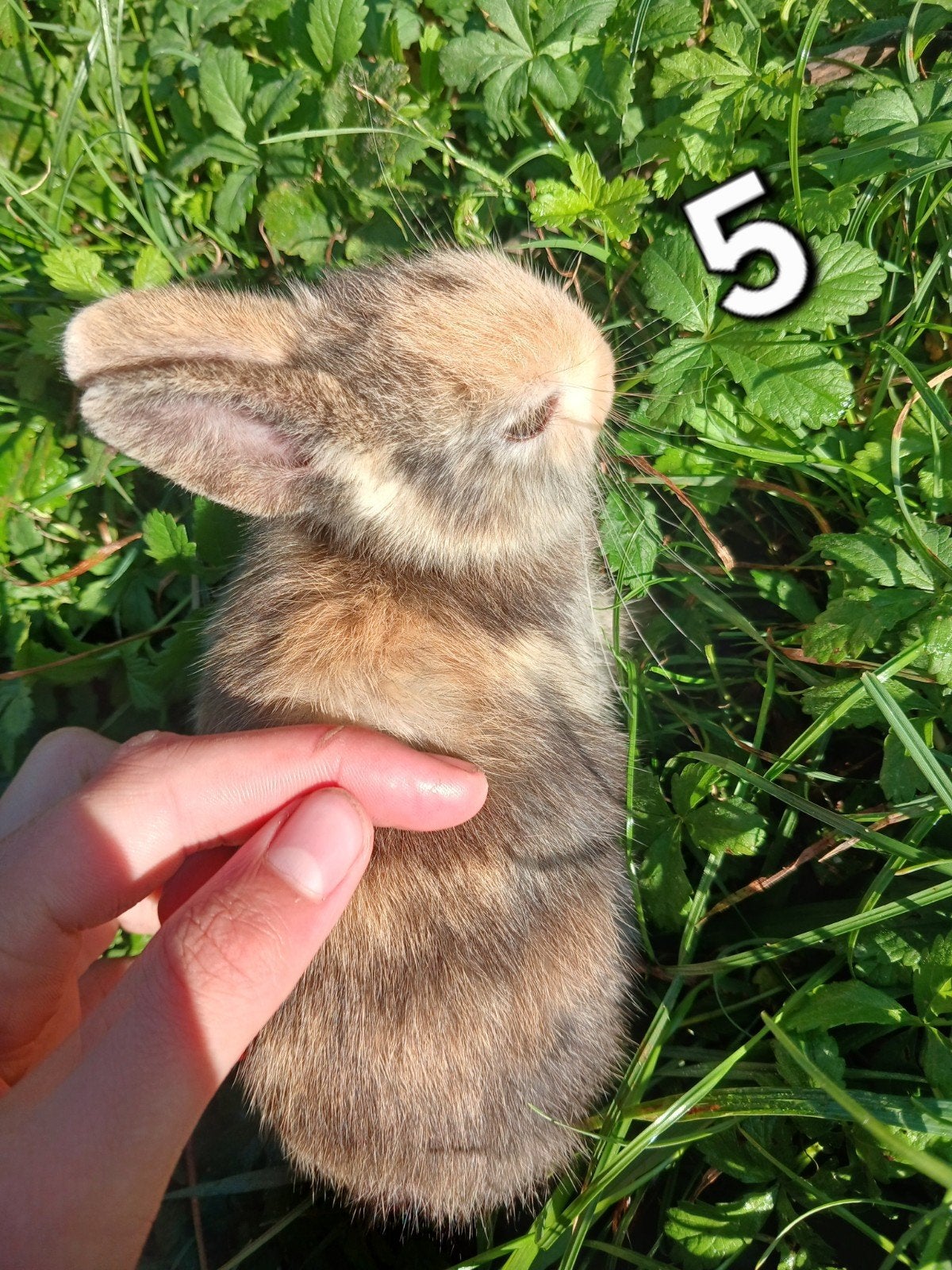 super lief en schattig konijntje, Dieren en Toebehoren, Juli, Overige typen, Tam