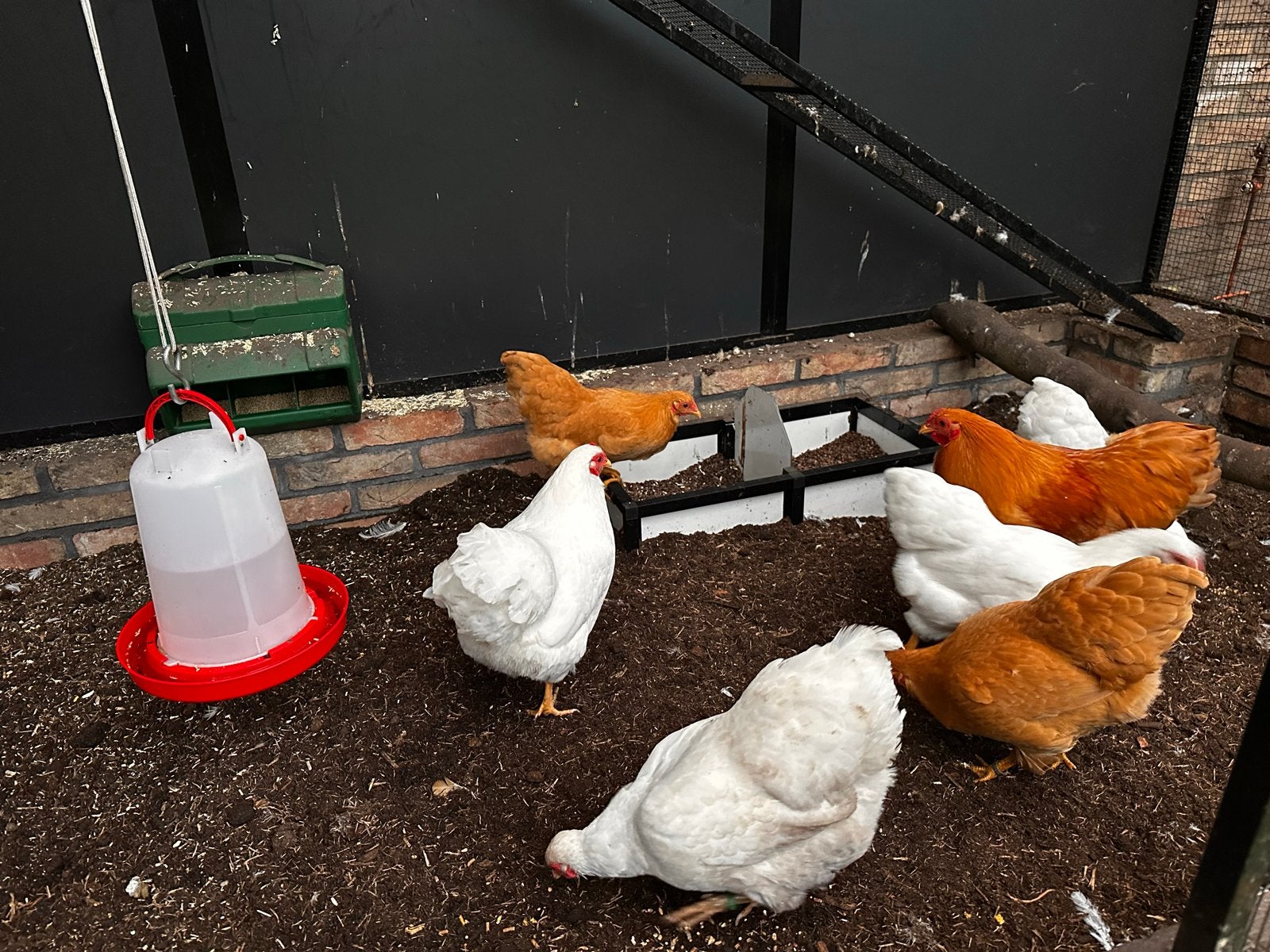 Wyandotte kriel Wit geringd, Dieren en Toebehoren, Meerdere dieren, Kip