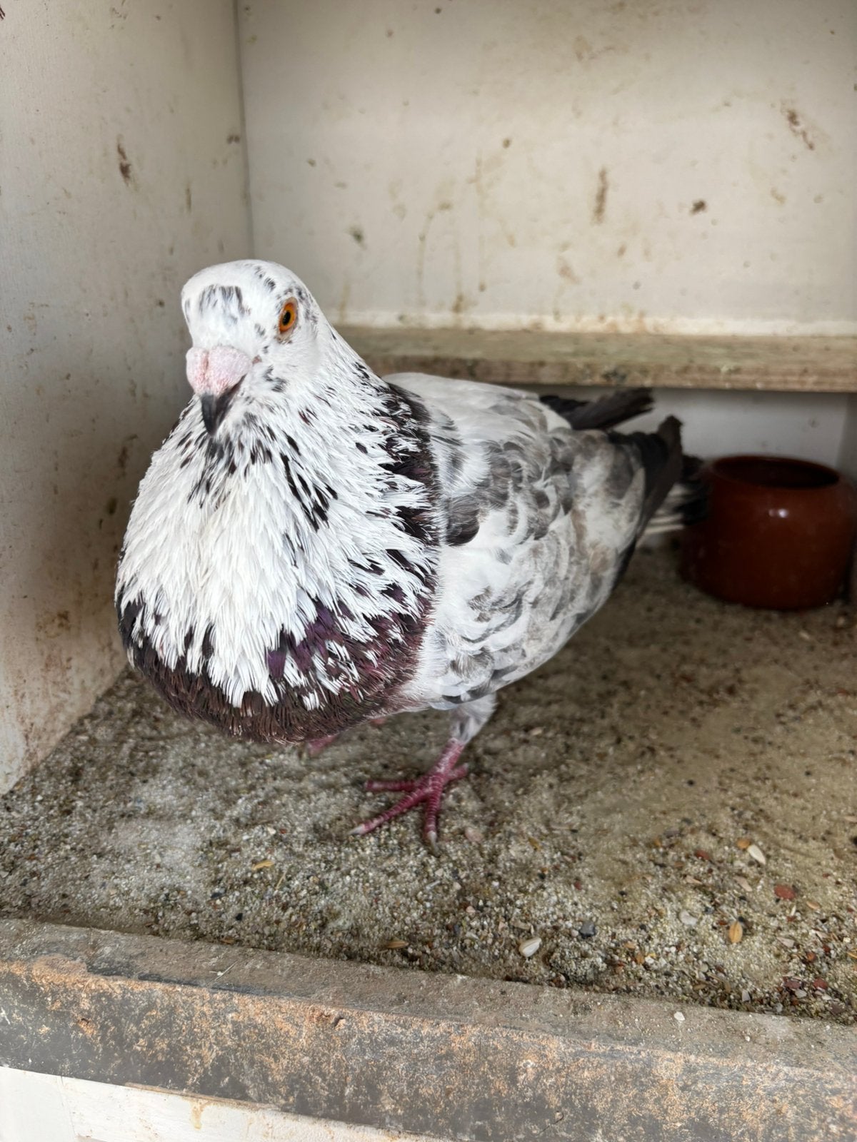 Valenciano dofer, Dieren en Toebehoren, Mannelijk, Kropper