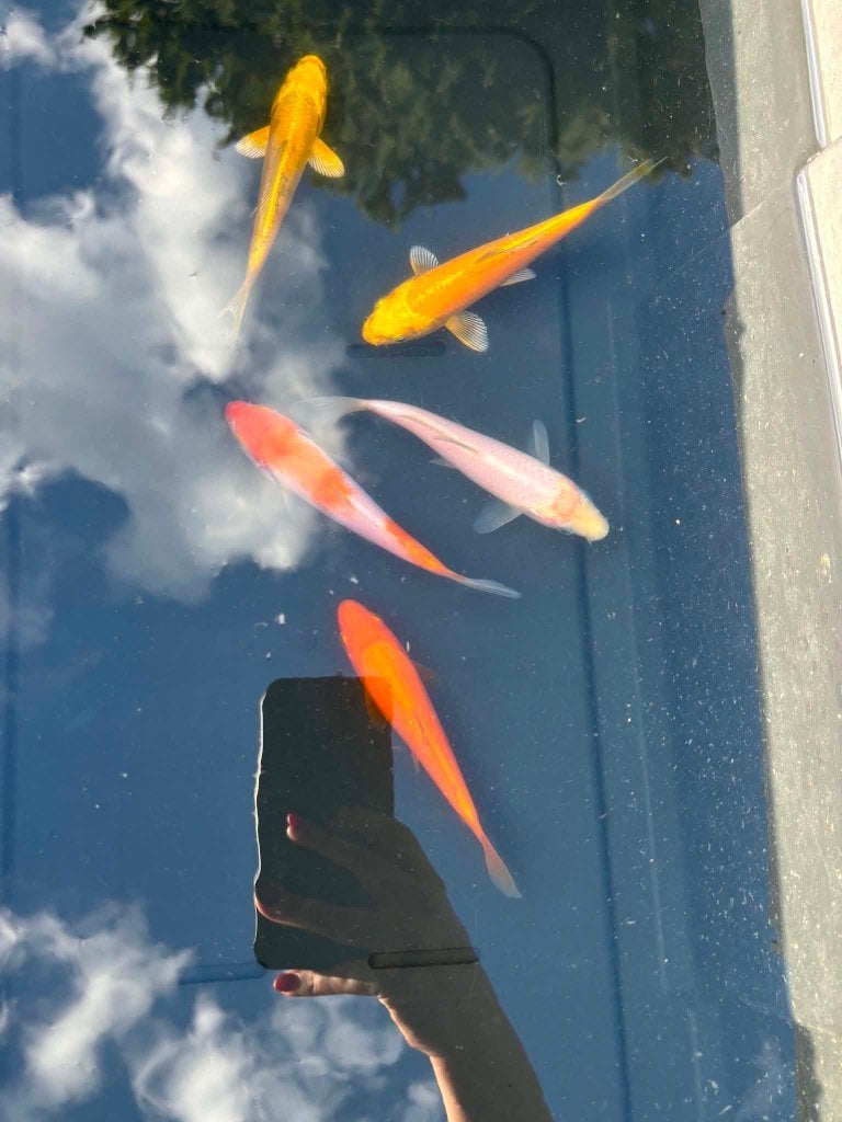5x Yamabuki, Kohaku, Benigoi & Shiro Muji, Dieren en Toebehoren, Karper of Koi