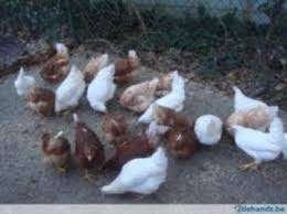 BRUINE BARNEVELDERS en WITTE LEGHORN KIPPEN., Vrouwelijk, Kip