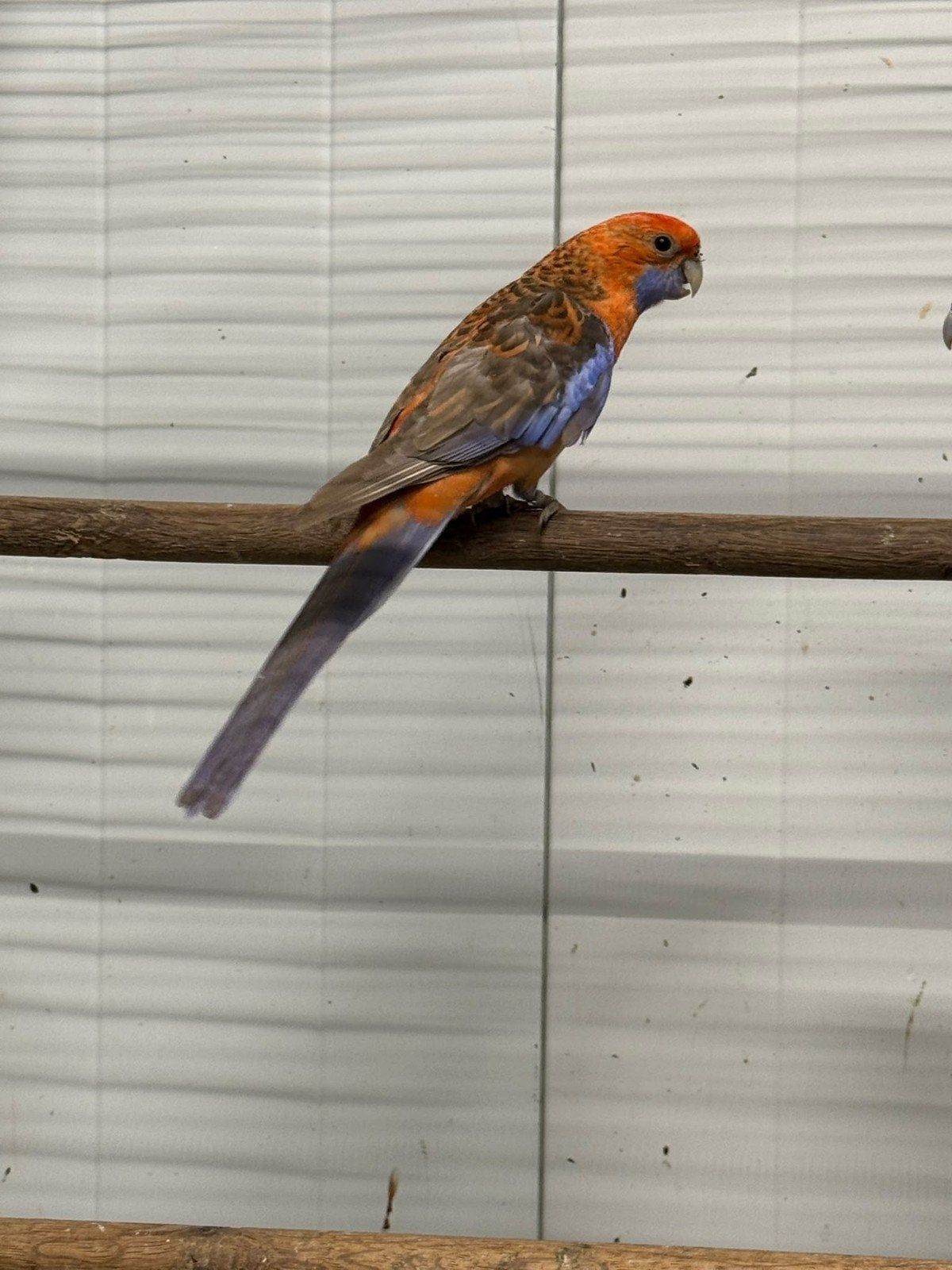 0-1 Oranje pennant