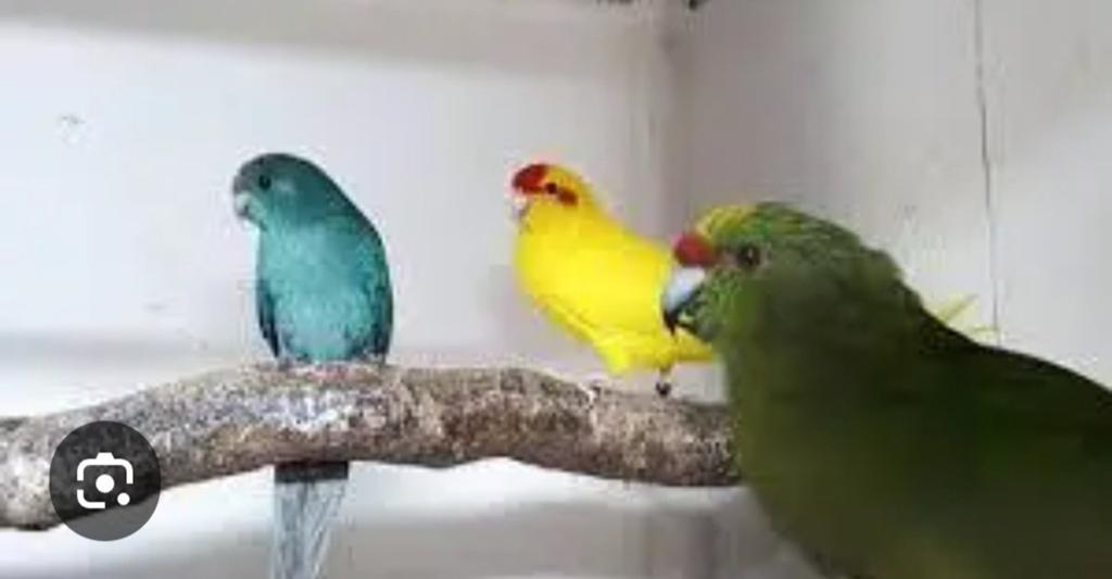 Te koop gevraagd kakariki, Dieren en Toebehoren, Meerdere dieren, Parkiet