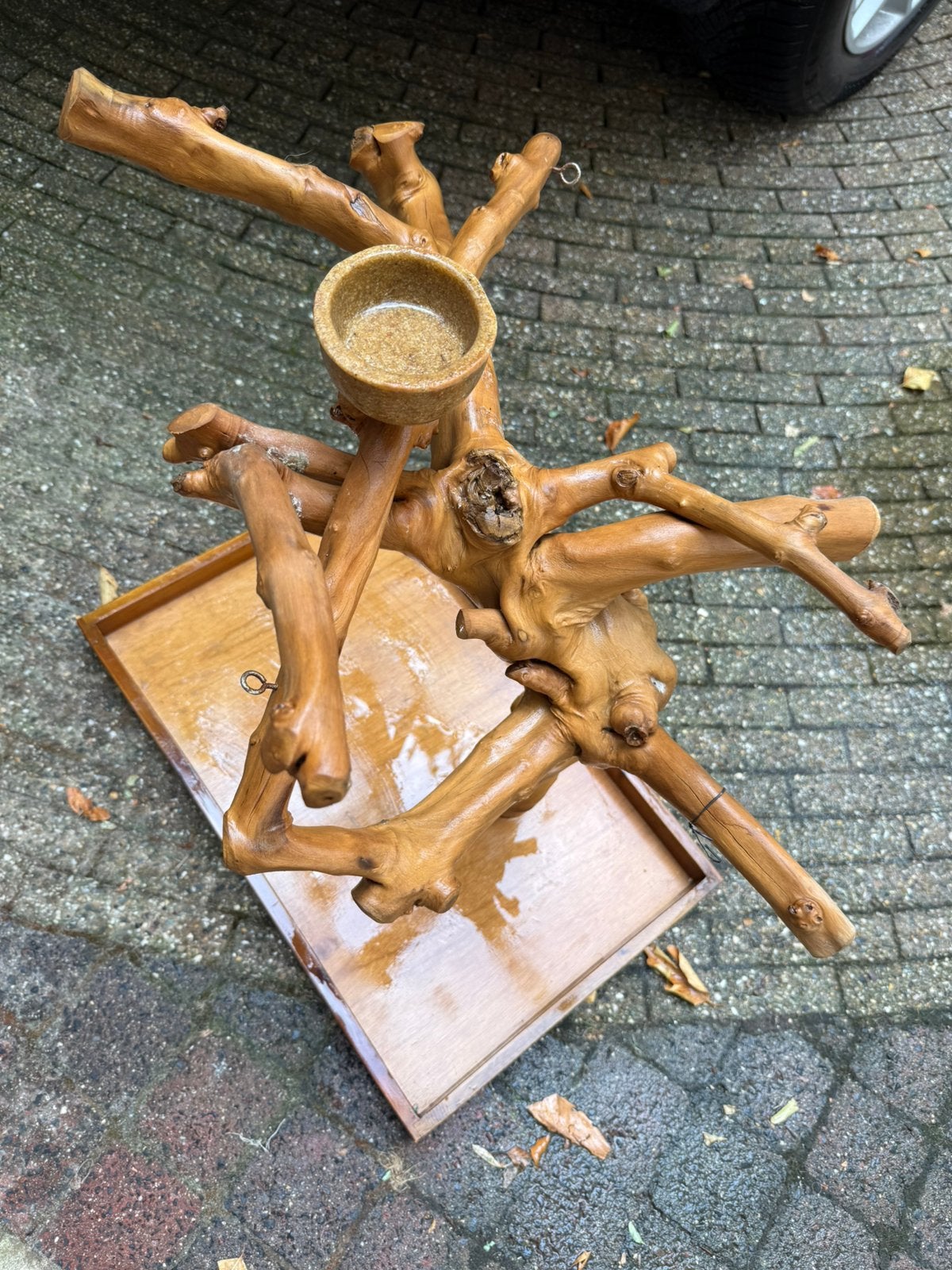 Java mini tree, Dieren en Toebehoren, Vogels | Parkieten en Papegaaien, Mannelijk, Papegaai