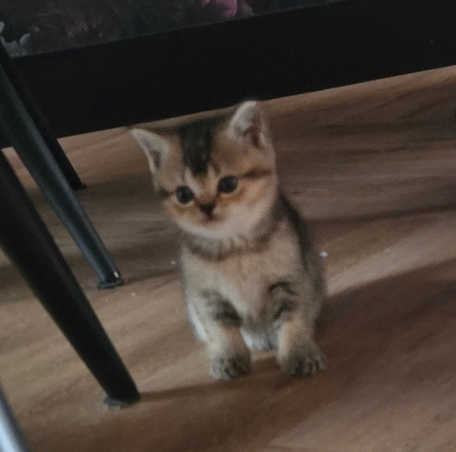 Britse korthaar kittens, Meerdere dieren, Ontwormd