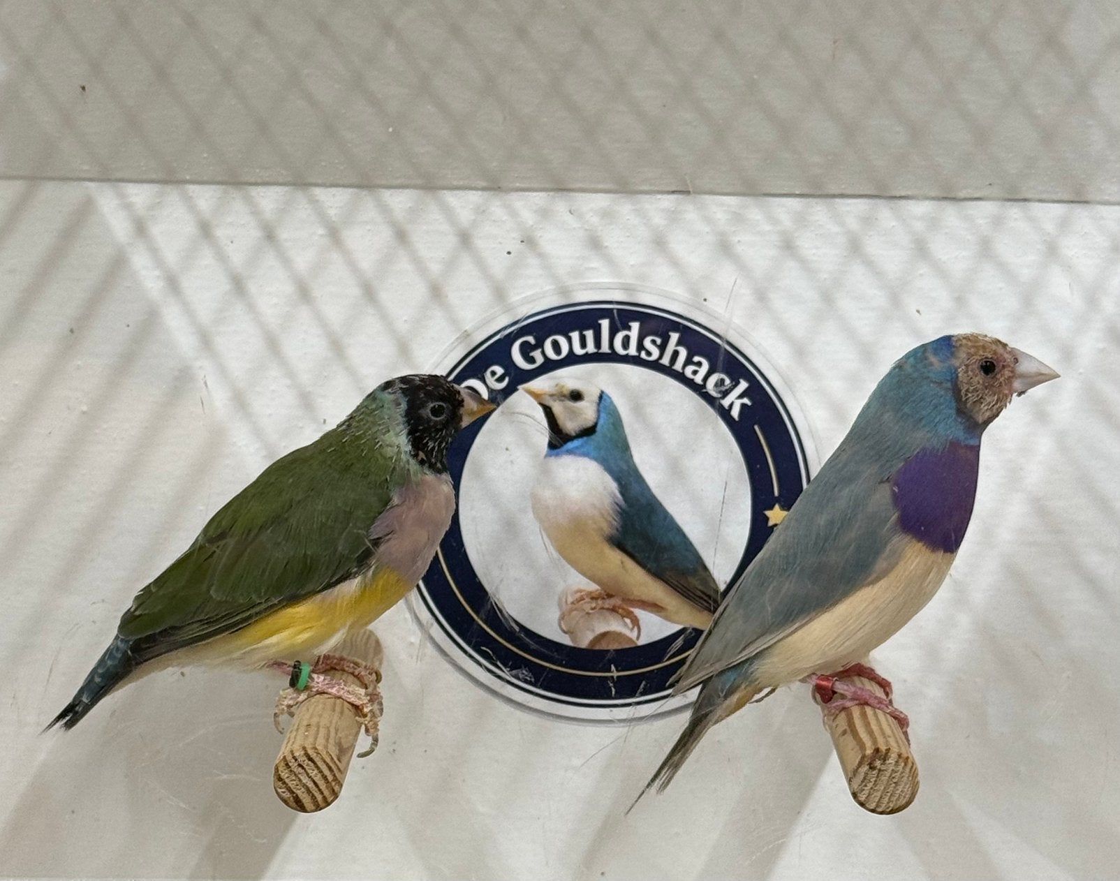 Gouldamadine (koppel 2), Meerdere dieren, Geringd