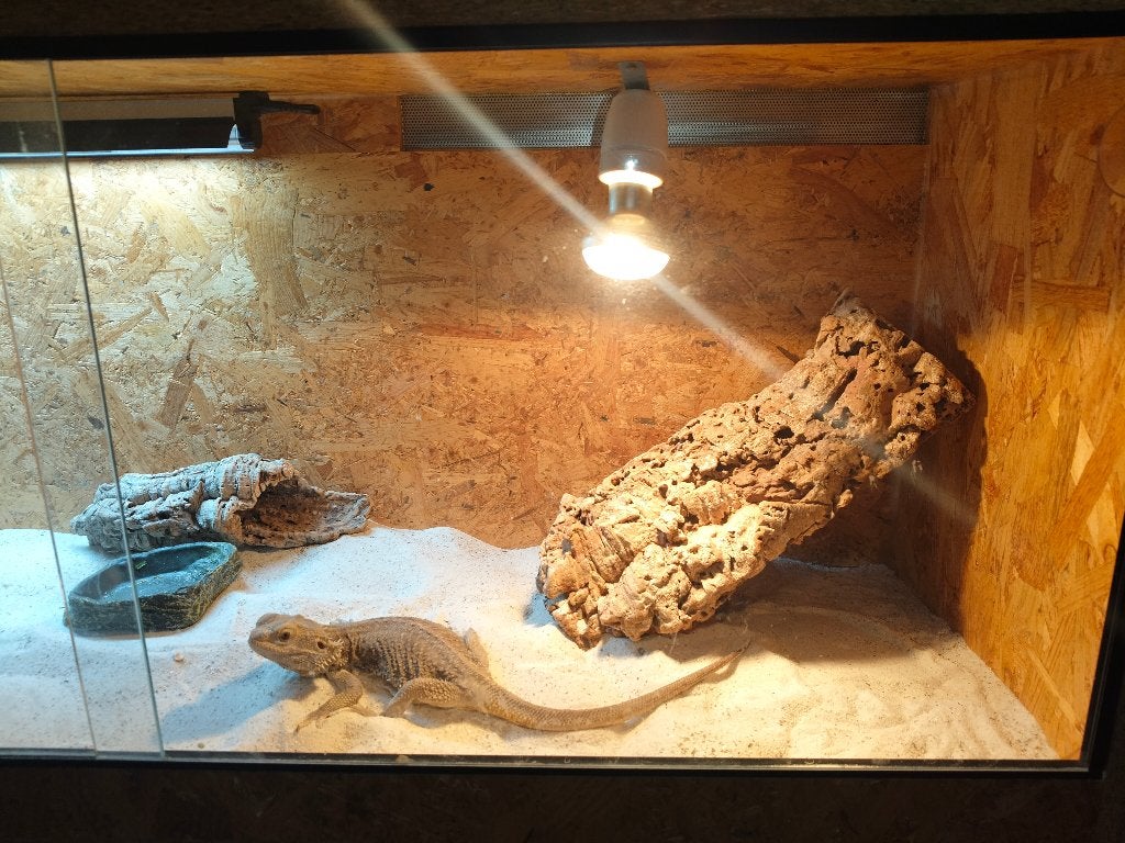 baardagaam met compleet terrarium en alle benodigdheden Bearded Dragon photo 3