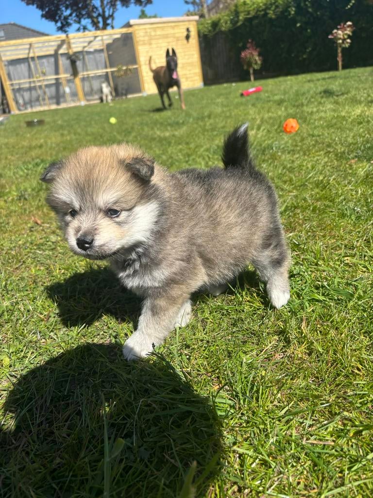 Uniek nestje pomsky F2 pups (EPR), België, Particulier, Overige rassen, 8 tot 15 weken