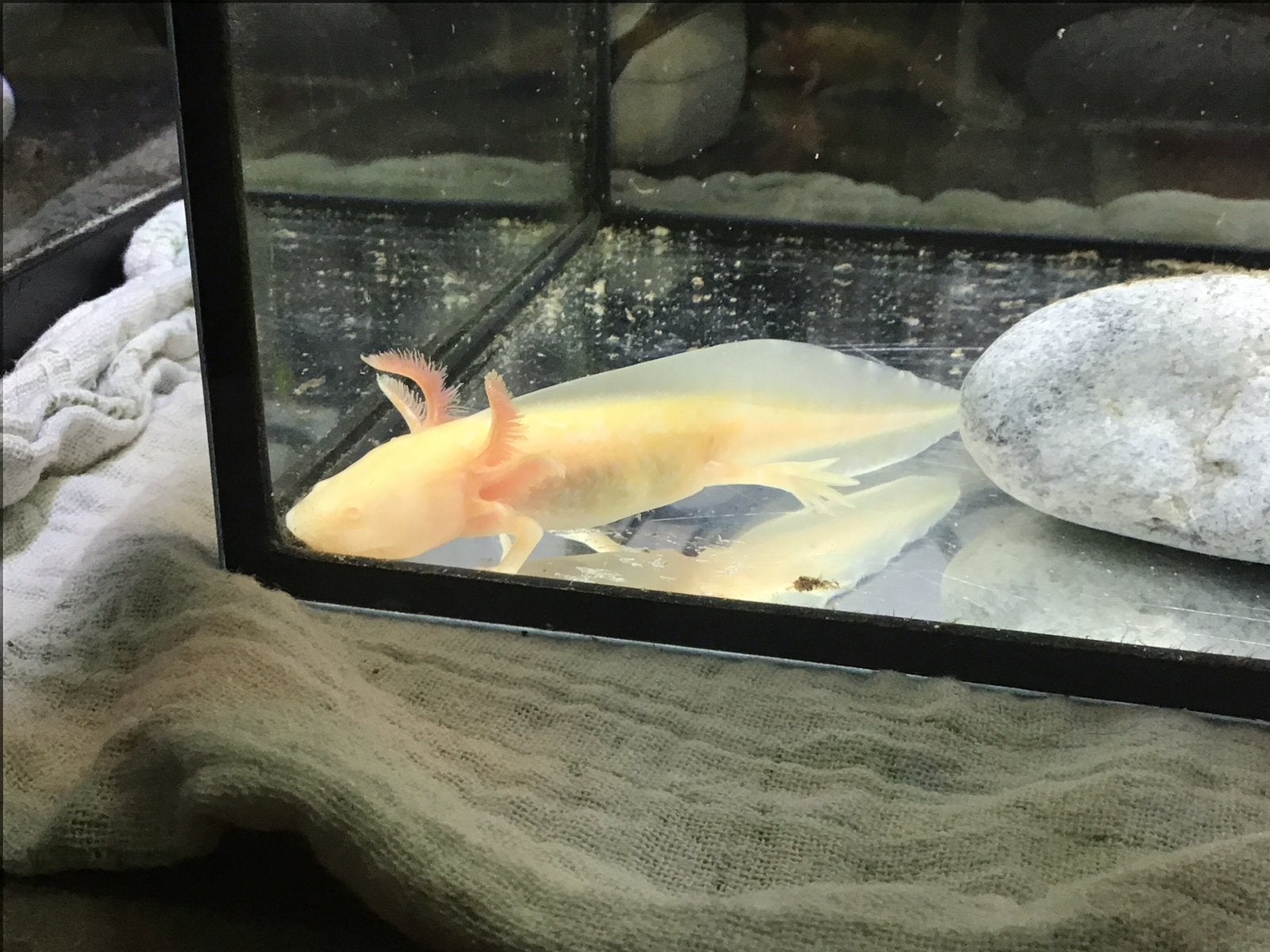 Axolotl, Dieren en Toebehoren, Reptielen en Amfibieën, Amfibie, 0 tot 2 jaar
