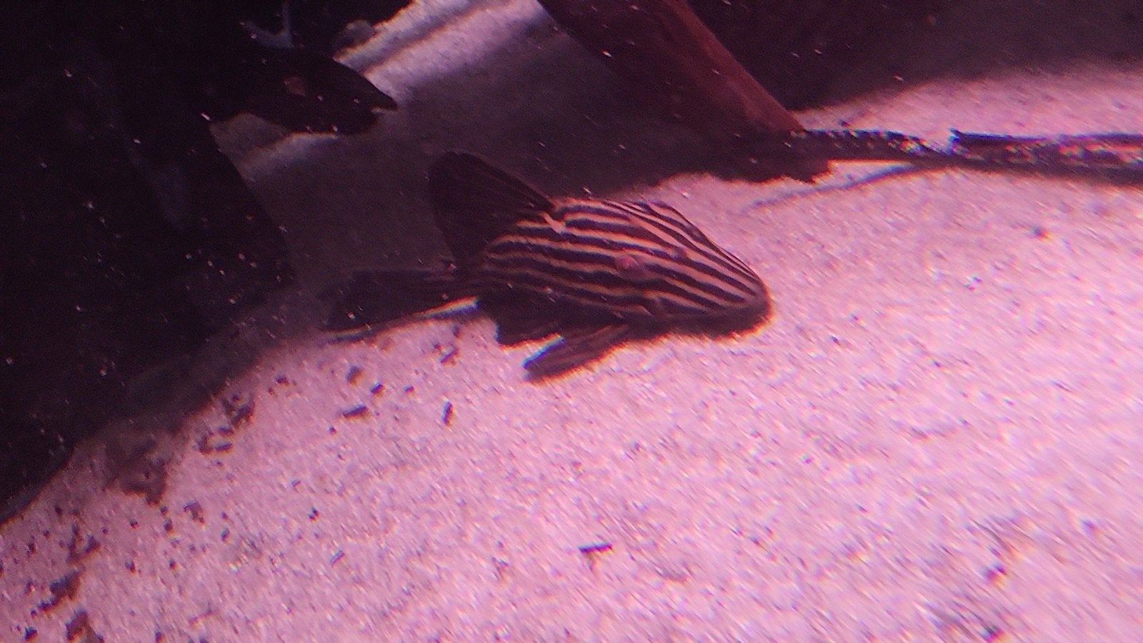 l027b xingu 15cm, Dieren en Toebehoren
