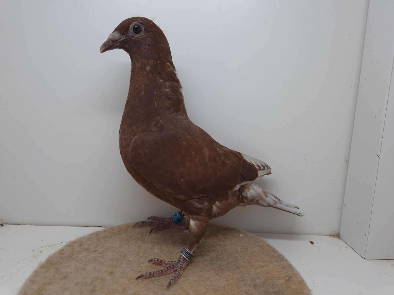 Kleurpostduif kleurpostduiven, Dieren en Toebehoren, Vogels | Duiven, Meerdere dieren, Postduif