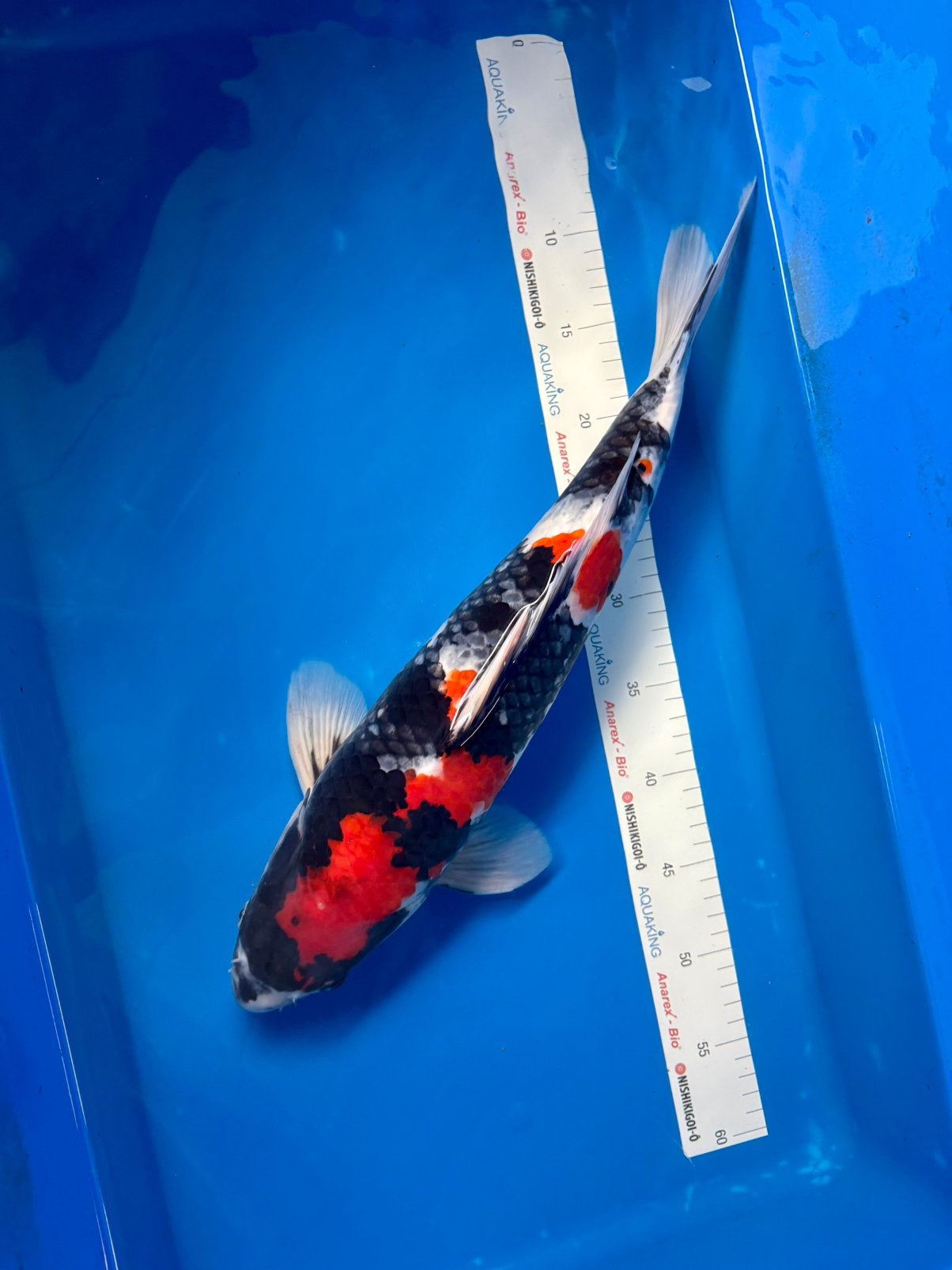 Prachtige showa Koi - Dainichi - 50/55 cm - 2024, Dieren en Toebehoren, Karper of Koi