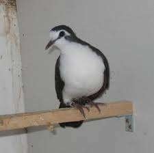 Te koop koppel Tamboerijnduiven uit buitenvoliere, Dieren en Toebehoren, Meerdere dieren, Overige soorten
