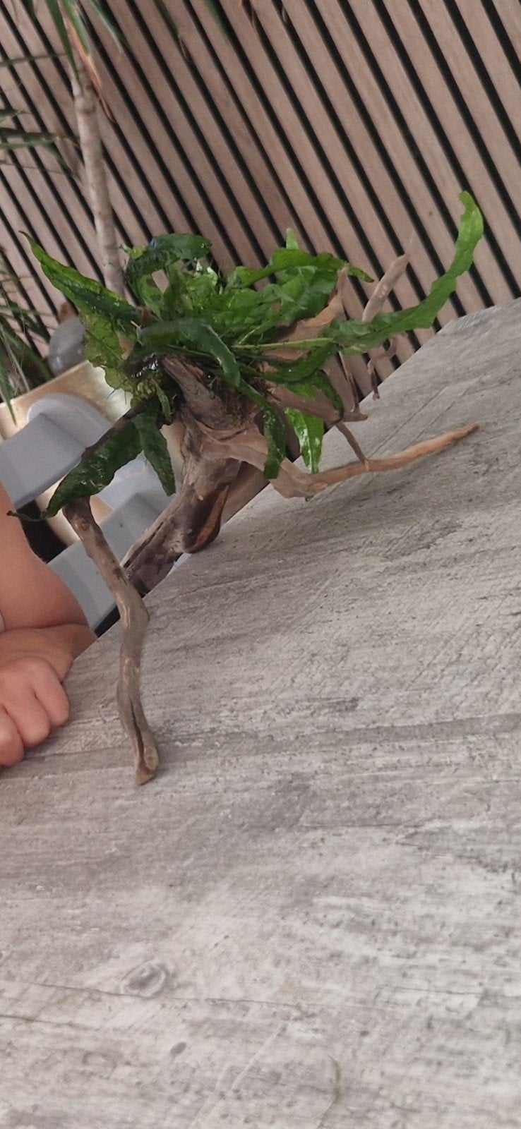 Groot stuk hout met javavaren, Dieren en Toebehoren, Ophalen of Verzenden, Plant(en), Steen of Hout