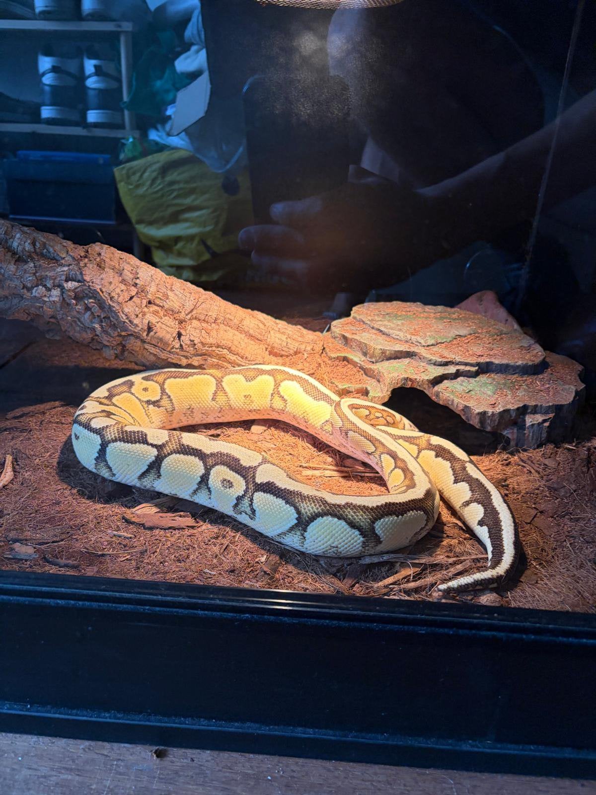 Koningspython met compleet terrarium (121 60 60), Ophalen, Zo goed als nieuw