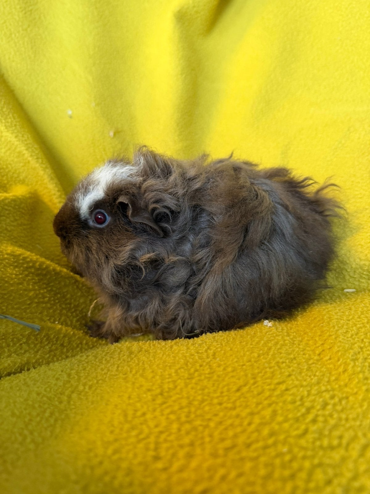 Tessel cavia beertjes, Dieren en Toebehoren, Cavia, Mannelijk, Tam, September