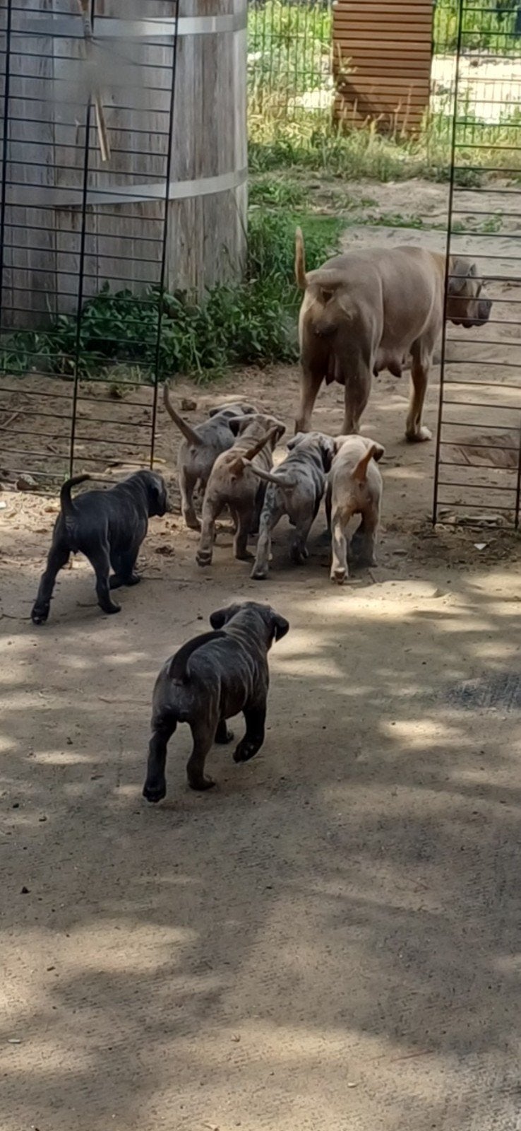 Cane corso pups blauw / isabel merle / merle american bully, Parvo, Overige rassen, 8 tot 15 weken, Meerdere