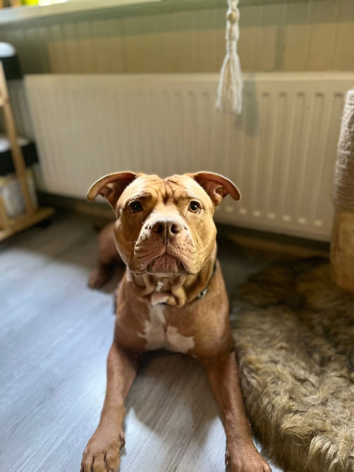 Bully teef zoekt gouden mandje, Teef, Parvo, Eén hond, 3 tot 5 jaar