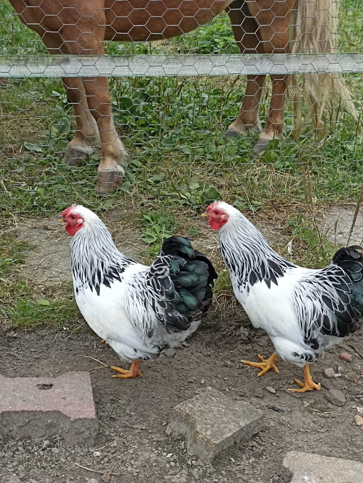 wyandotte haan., Mannelijk, Kip
