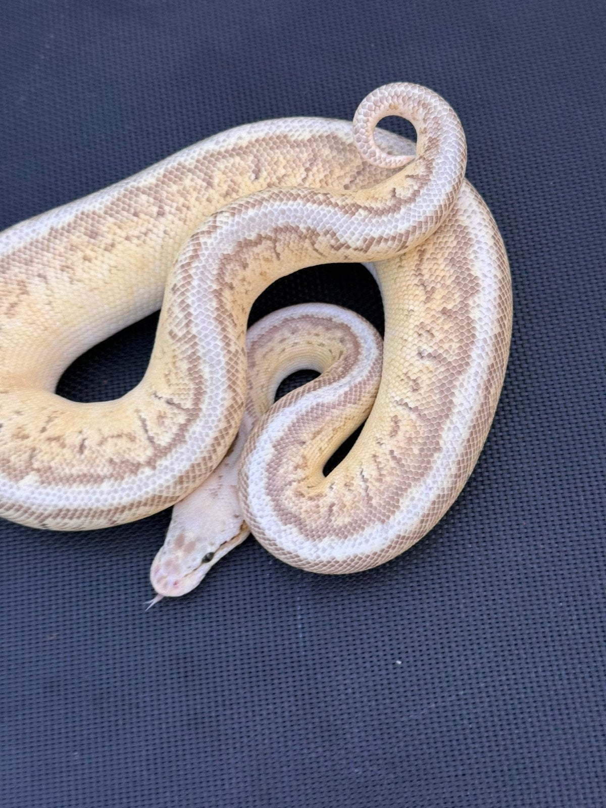 Ball python python Regius Ball Python photo 2
