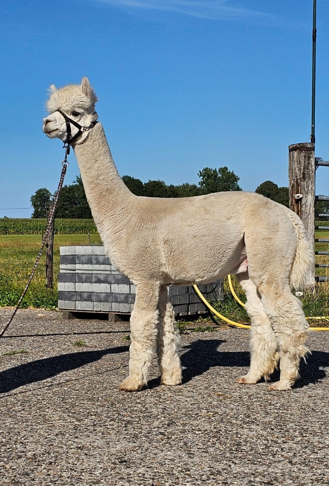 alpaca hengst, Juli, Mannelijk