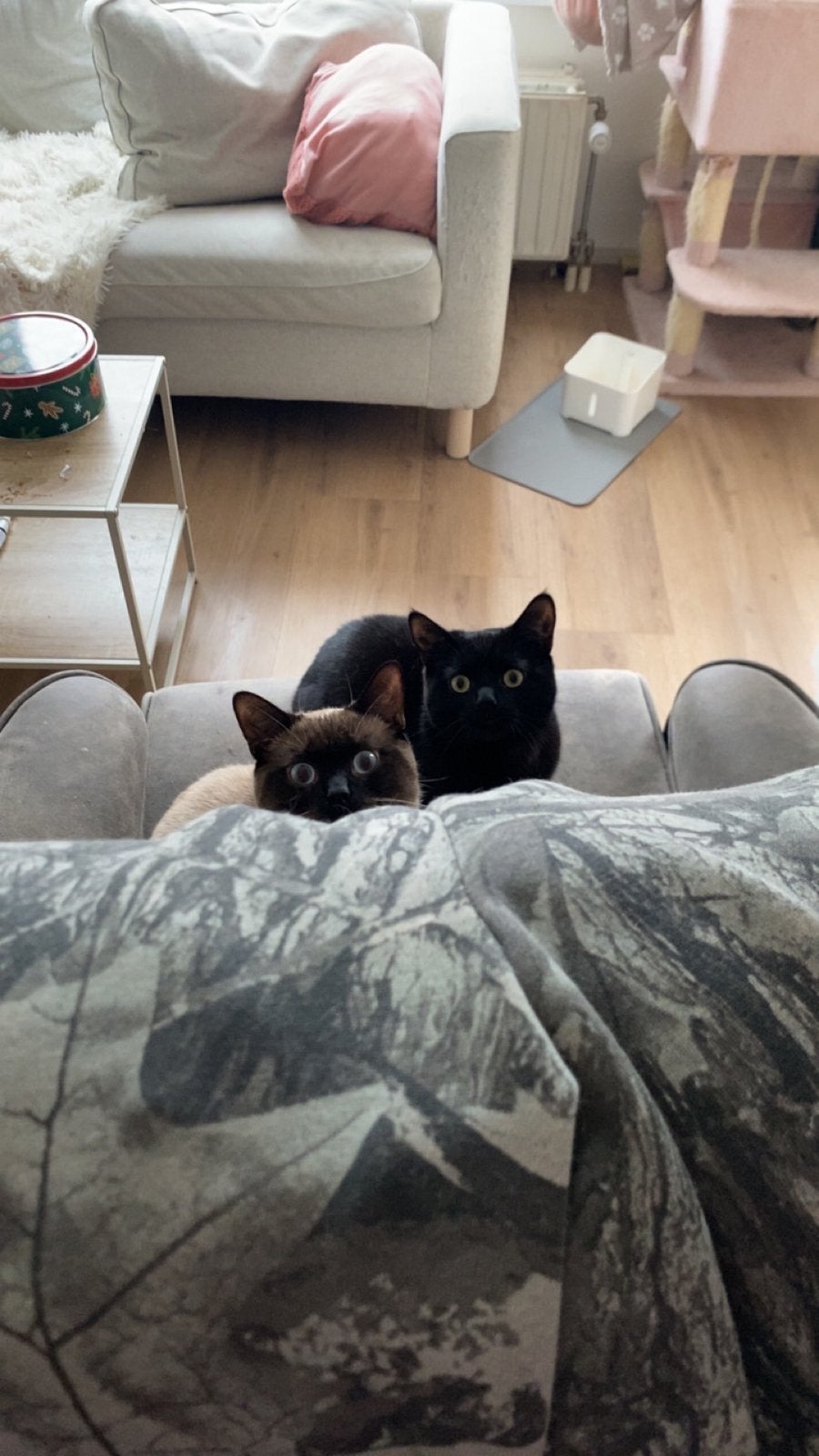 Broertje en zusje zoeken een warm huis, Dieren en Toebehoren, Katten en Kittens | Raskatten | Korthaar, Meerdere dieren, Gechipt