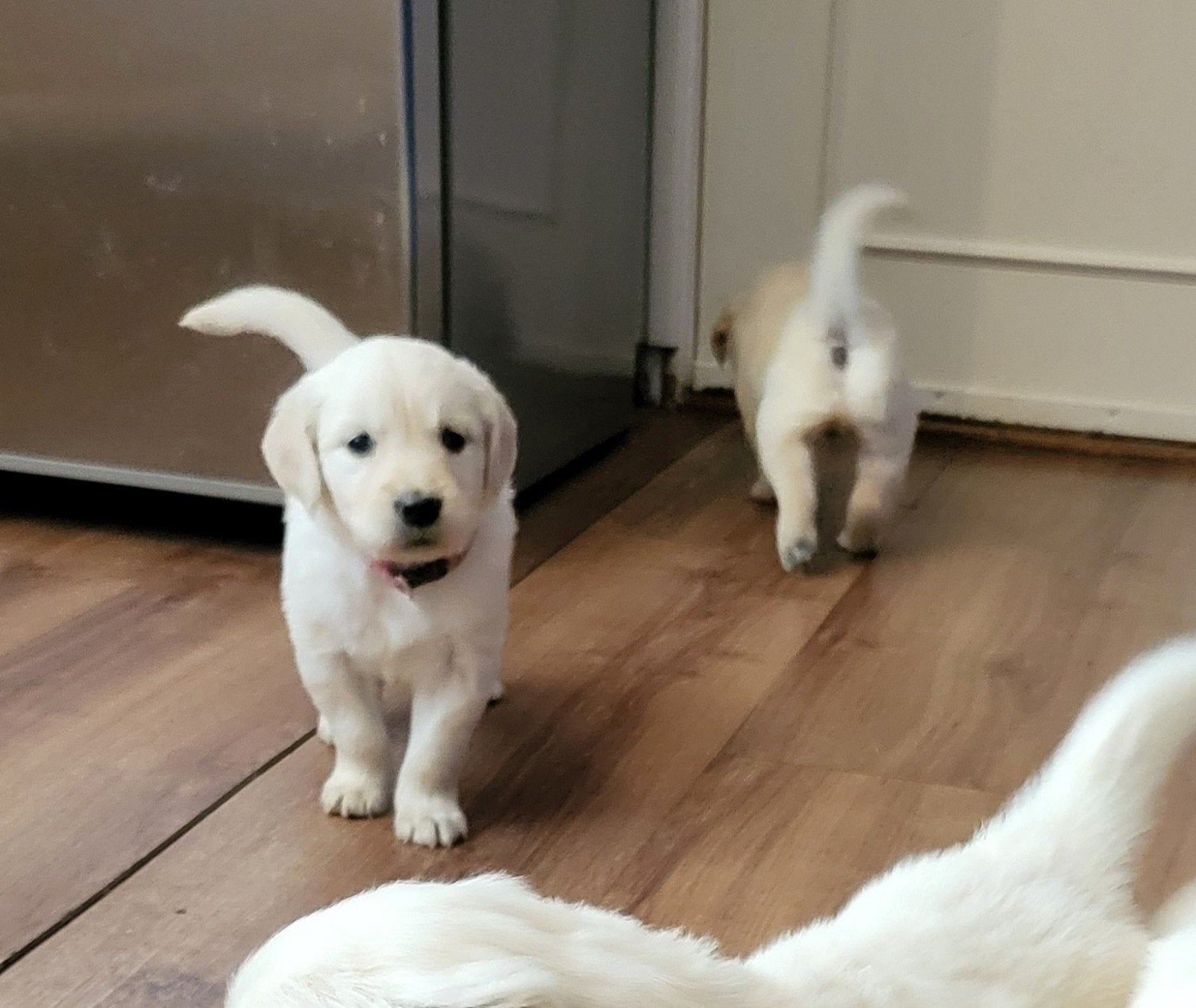 Prachtige Golden Retriever puppies, Dieren en Toebehoren, Golden retriever, 8 tot 15 weken, CDV (hondenziekte), Meerdere