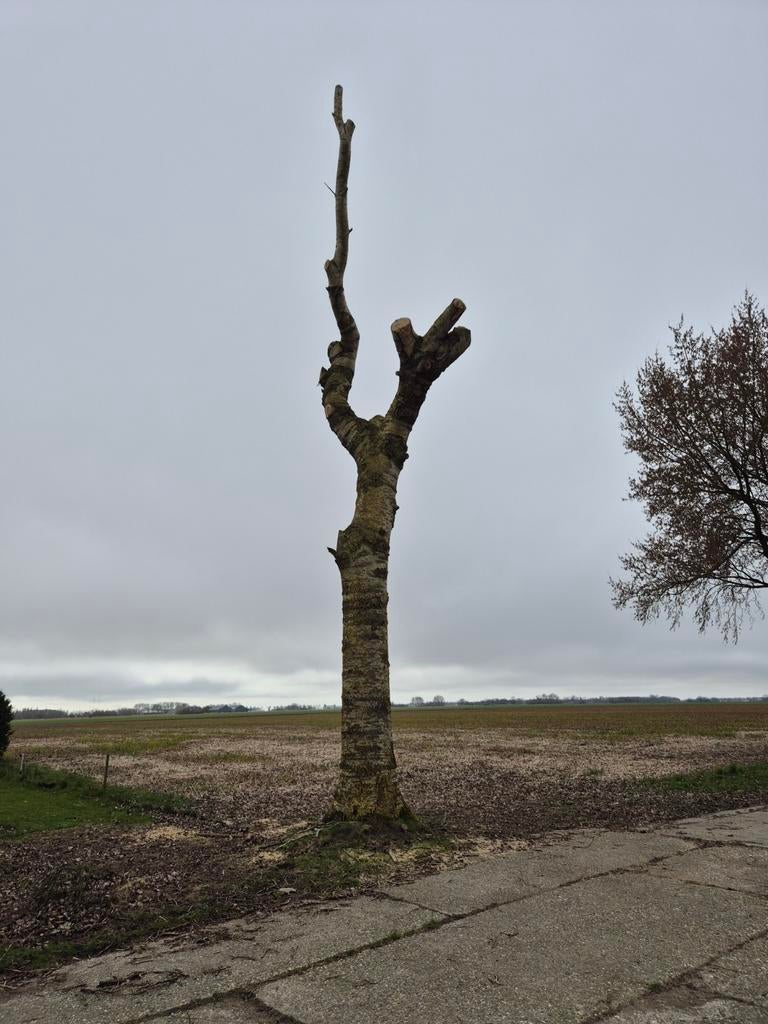 Brandhout/ haardhout/ boom, 3 tot 6 m³, Ophalen